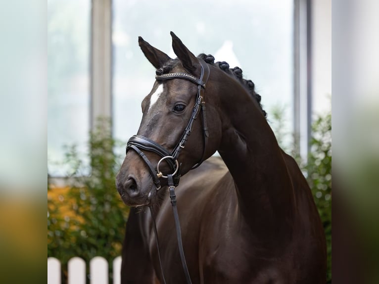 Hannoveraan Merrie 4 Jaar 169 cm Zwartbruin in Verden