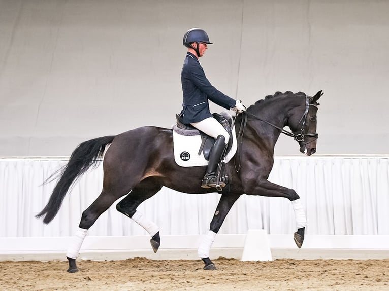 Hannoveraan Merrie 4 Jaar 169 cm Zwartbruin in Verden
