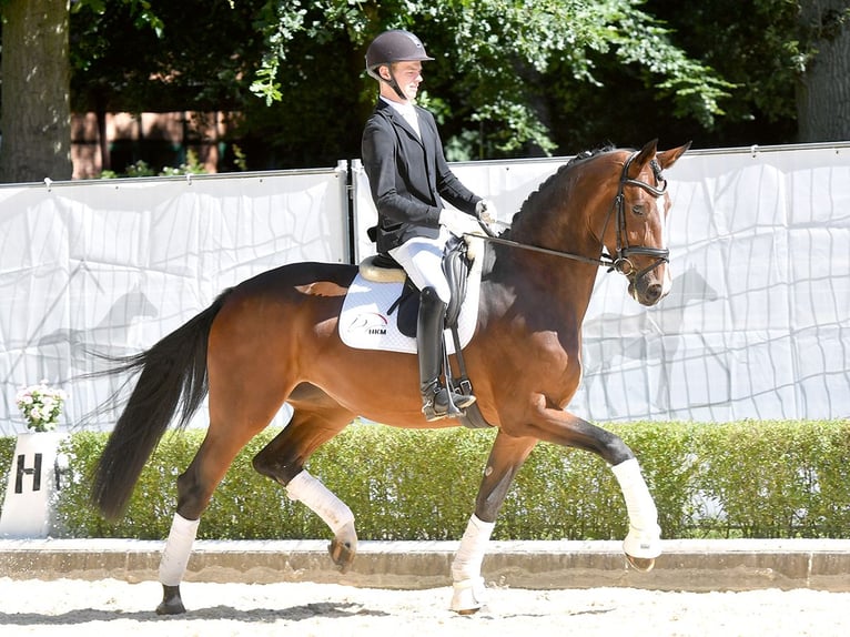 Hannoveraan Merrie 4 Jaar 170 cm Bruin in Bad Bevensen