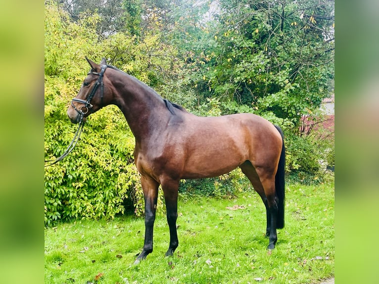 Hannoveraan Merrie 4 Jaar 170 cm Bruin in Essen (Oldenburg)
