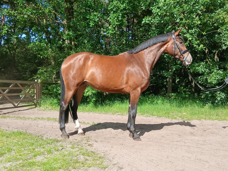 Hannoveraan Merrie 4 Jaar 170 cm Bruin in Barenburg