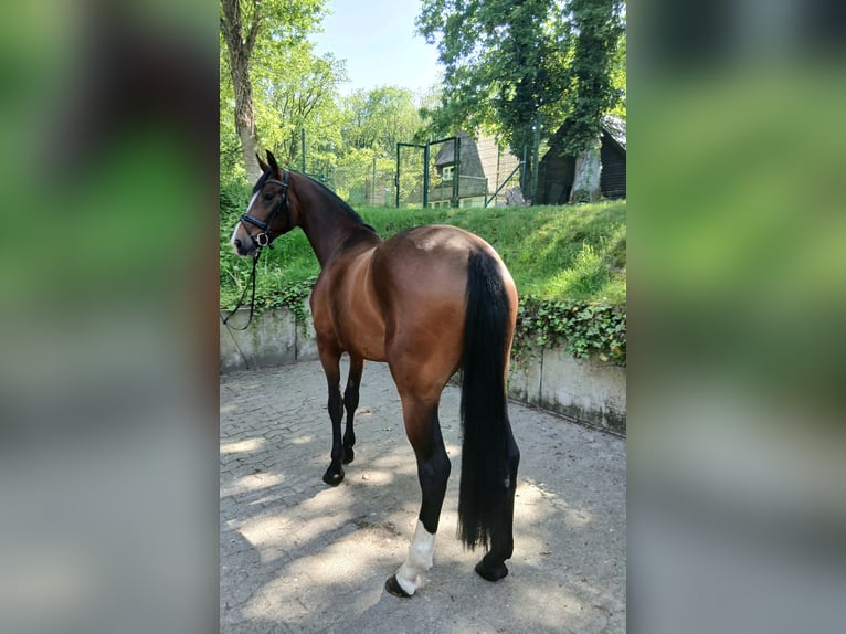 Hannoveraan Merrie 4 Jaar 170 cm Bruin in Barenburg