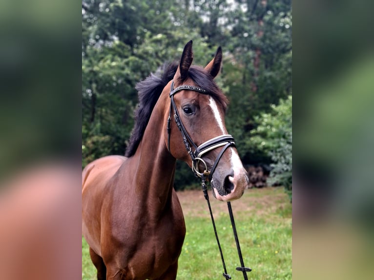Hannoveraan Merrie 4 Jaar 170 cm Bruin in Barenburg