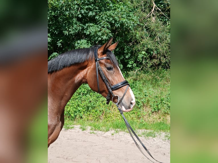 Hannoveraan Merrie 4 Jaar 170 cm Bruin in Barenburg
