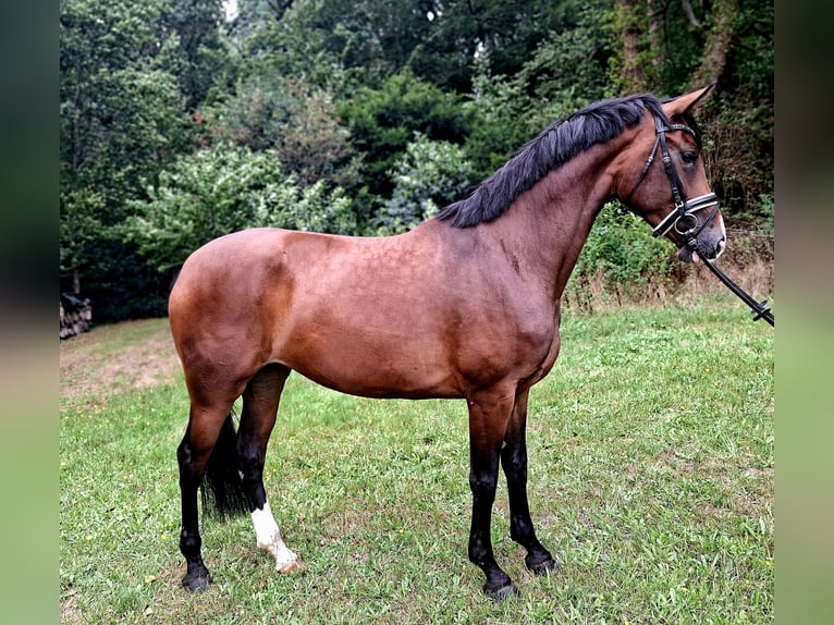 Hannoveraan Merrie 4 Jaar 170 cm Bruin in Barenburg