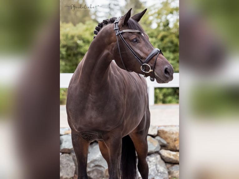 Hannoveraan Merrie 4 Jaar 170 cm Bruin in Lechbruck