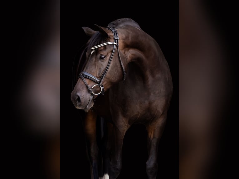 Hannoveraan Merrie 4 Jaar 170 cm Bruin in Lechbruck