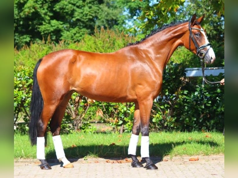 Hannoveraan Merrie 4 Jaar 170 cm Bruin in Selsingen