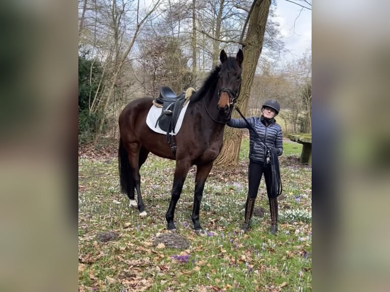 Hannoveraan Merrie 4 Jaar 170 cm Bruin in Landesbergen