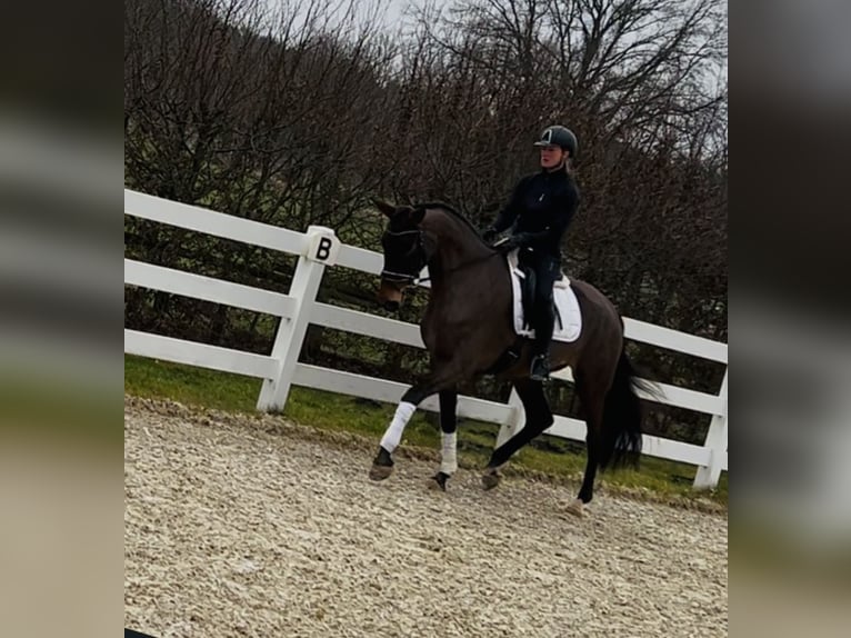 Hannoveraan Merrie 4 Jaar 170 cm Bruin in Landesbergen