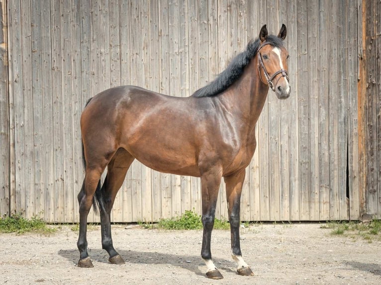 Hannoveraan Merrie 4 Jaar 170 cm Bruin in Langelsheim