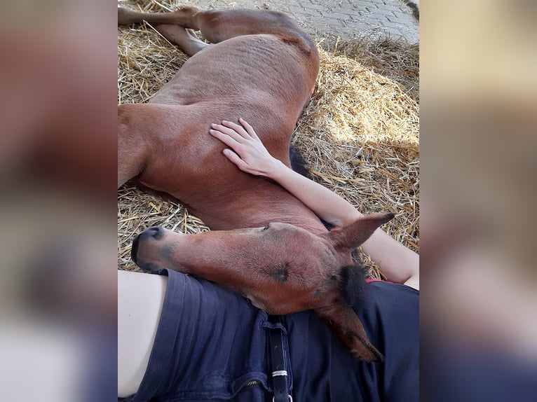 Hannoveraan Merrie 4 Jaar 170 cm Bruin in Neu-Eichenberg