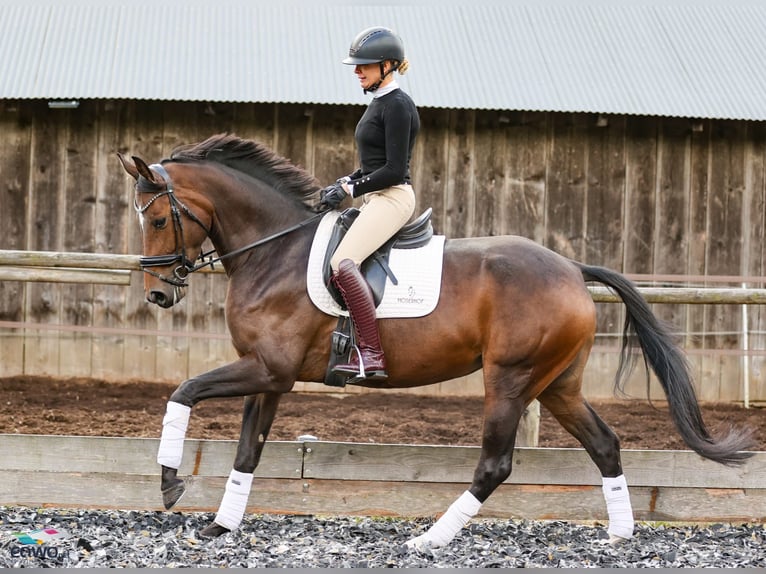 Hannoveraan Merrie 4 Jaar 170 cm Bruin in Molln