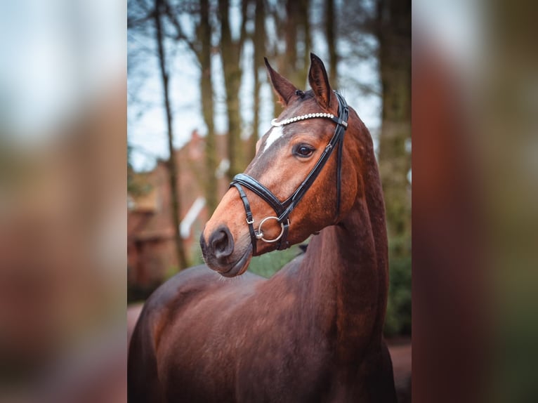 Hannoveraan Merrie 4 Jaar 170 cm Bruin in Molln