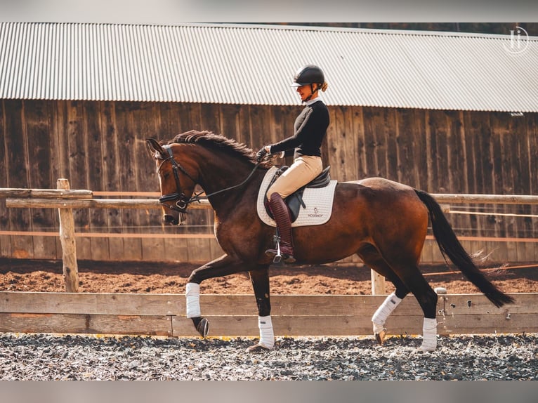 Hannoveraan Merrie 4 Jaar 170 cm Bruin in Molln