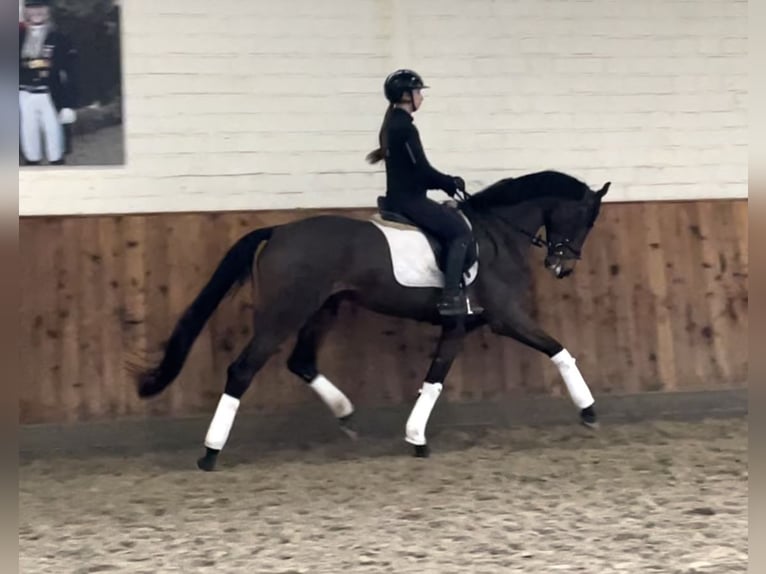 Hannoveraan Merrie 4 Jaar 170 cm Bruin in Krefeld