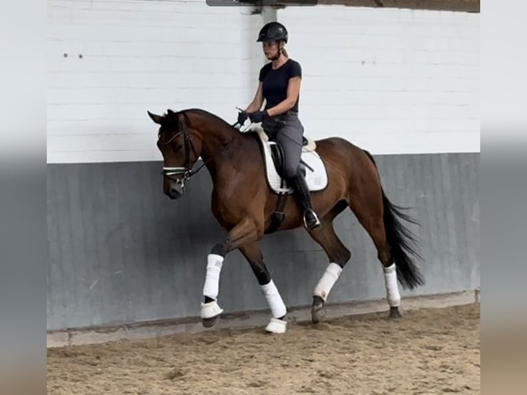 Hannoveraan Merrie 4 Jaar 170 cm Bruin in Tiddische