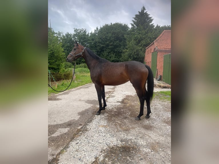 Hannoveraan Merrie 4 Jaar 170 cm Bruin in Großheide