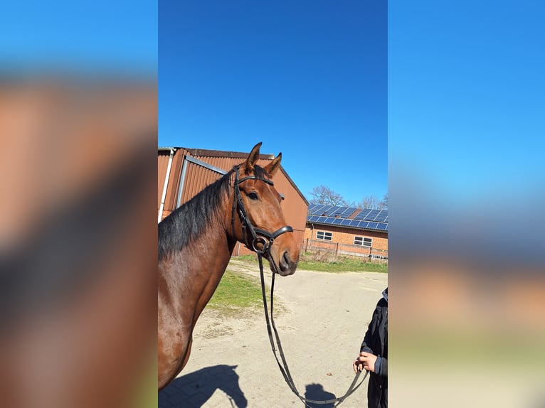 Hannoveraan Merrie 4 Jaar 170 cm Bruin in Gorleben