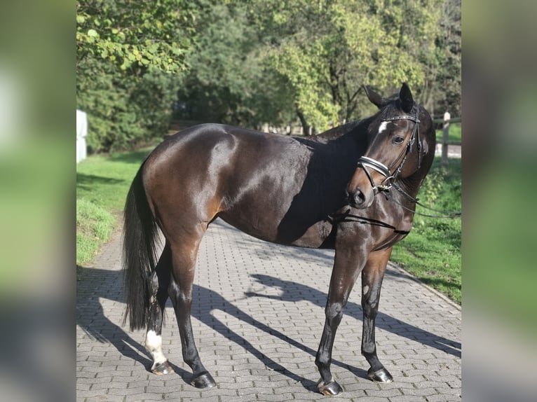 Hannoveraan Merrie 4 Jaar 170 cm Donkerbruin in Barenburg