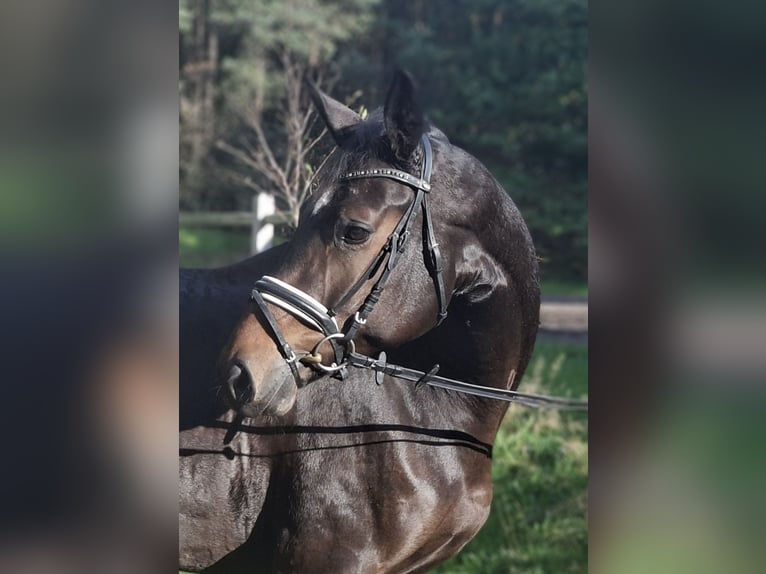 Hannoveraan Merrie 4 Jaar 170 cm Donkerbruin in Barenburg