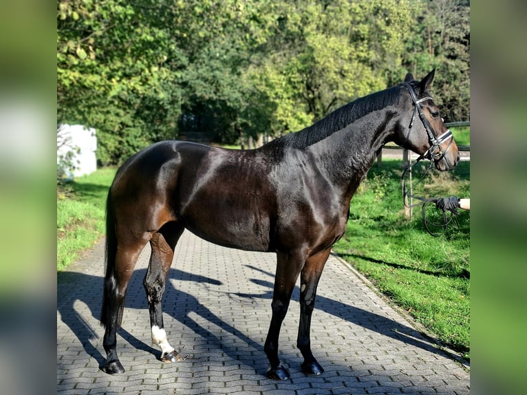Hannoveraan Merrie 4 Jaar 170 cm Donkerbruin in Barenburg