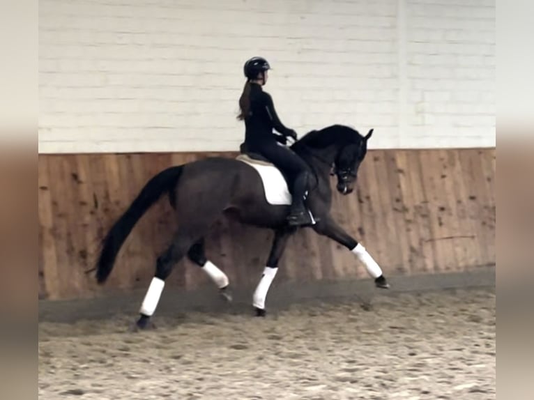 Hannoveraan Merrie 4 Jaar 170 cm Donkerbruin in Krefeld