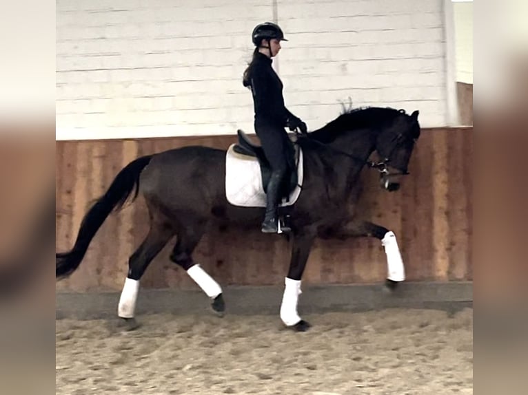 Hannoveraan Merrie 4 Jaar 170 cm Donkerbruin in Krefeld