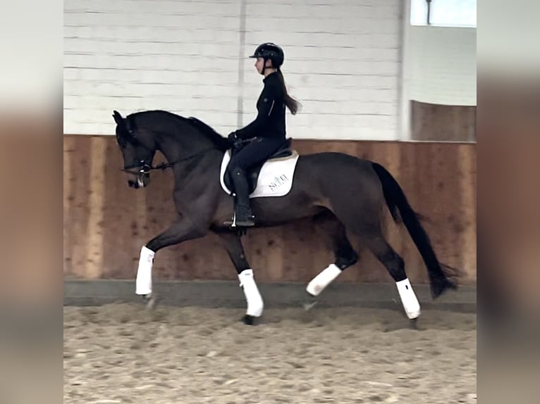 Hannoveraan Merrie 4 Jaar 170 cm Donkerbruin in Krefeld