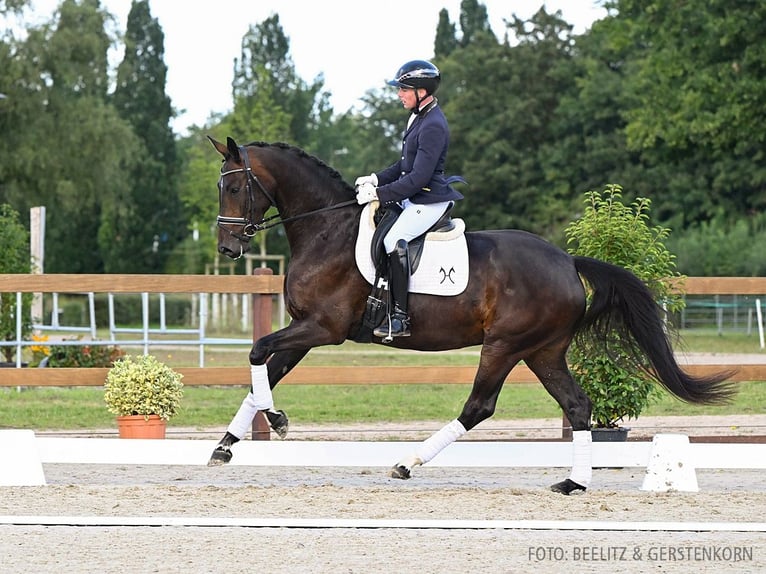 Hannoveraan Merrie 4 Jaar 170 cm Donkerbruin in Verden