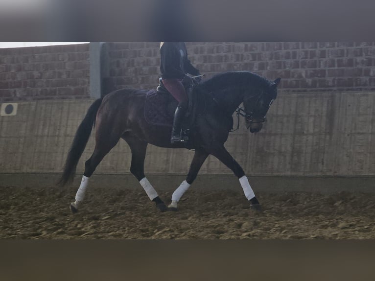 Hannoveraan Merrie 4 Jaar 170 cm Donkerbruin in Wachtendonk