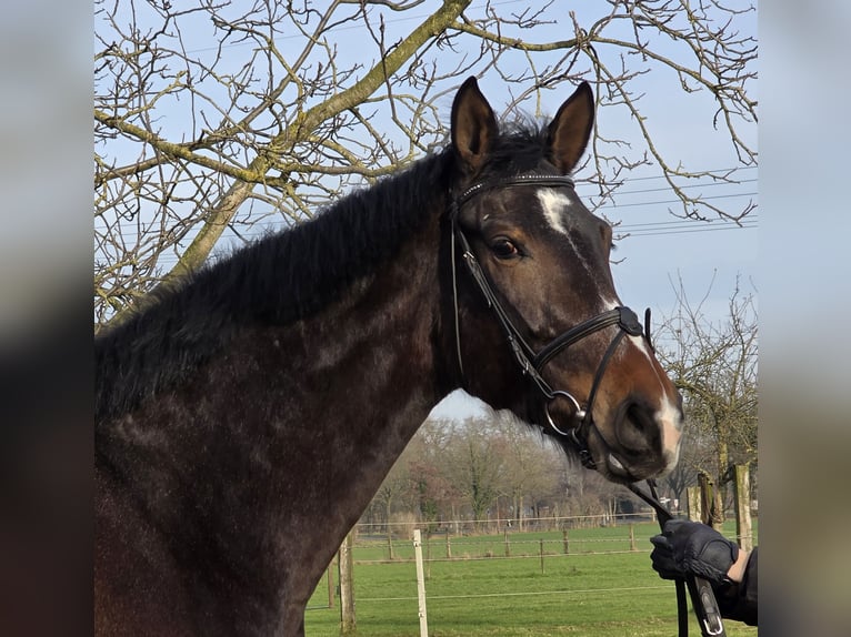 Hannoveraan Merrie 4 Jaar 170 cm Donkerbruin in Wachtendonk