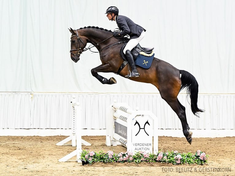 Hannoveraan Merrie 4 Jaar 170 cm Donkerbruin in Verden