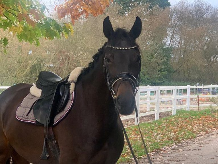 Hannoveraan Merrie 4 Jaar 170 cm Donkerbruin in Verden (Aller)