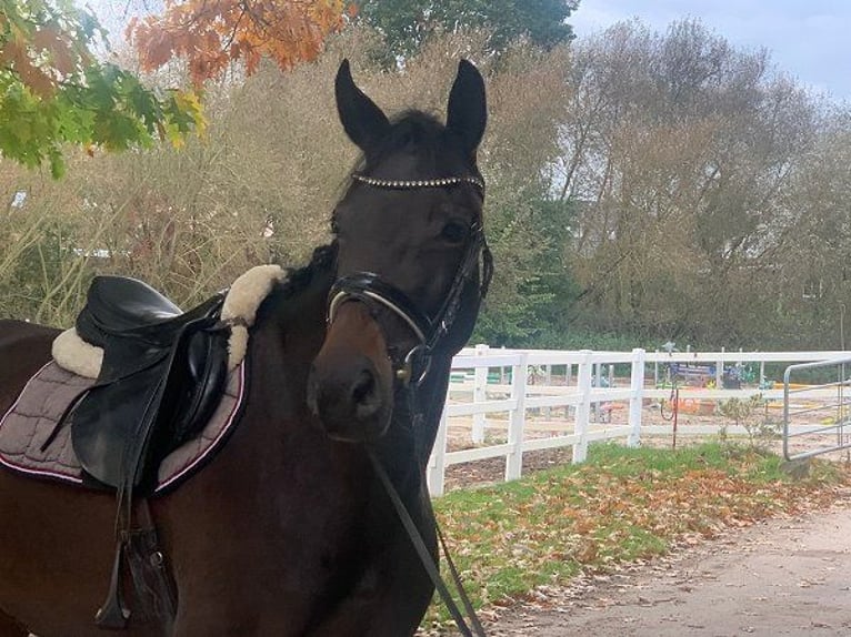 Hannoveraan Merrie 4 Jaar 170 cm Donkerbruin in Verden (Aller)