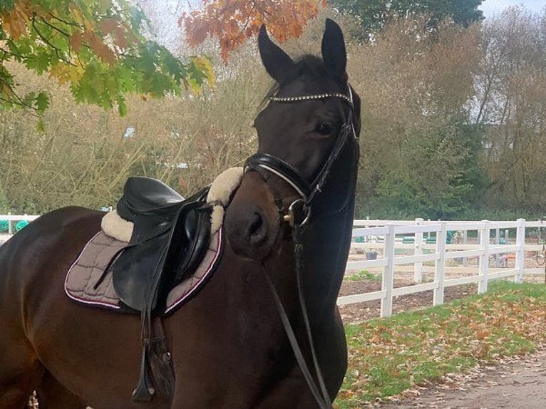 Hannoveraan Merrie 4 Jaar 170 cm Donkerbruin in Verden (Aller)