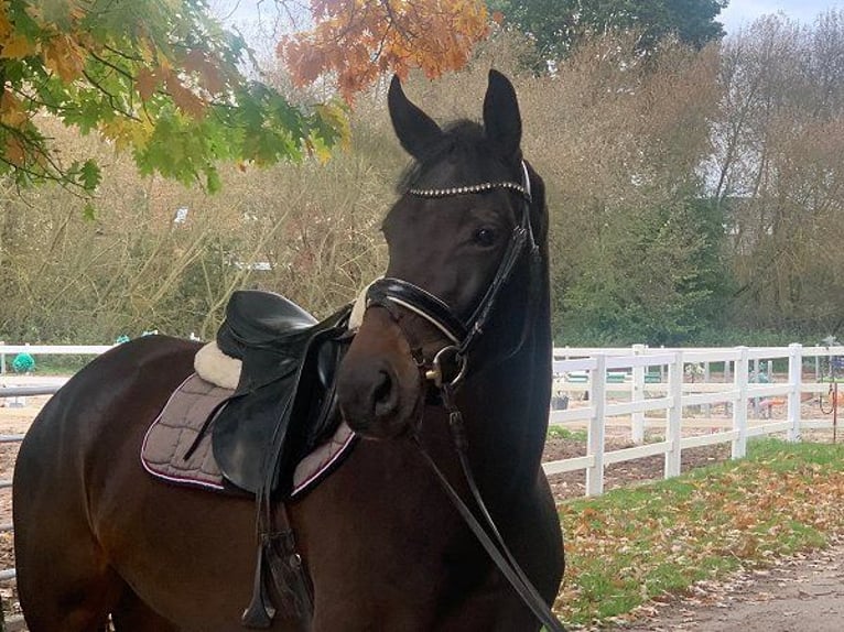 Hannoveraan Merrie 4 Jaar 170 cm Donkerbruin in Verden (Aller)