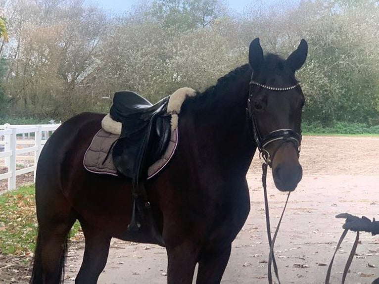 Hannoveraan Merrie 4 Jaar 170 cm Donkerbruin in Verden (Aller)