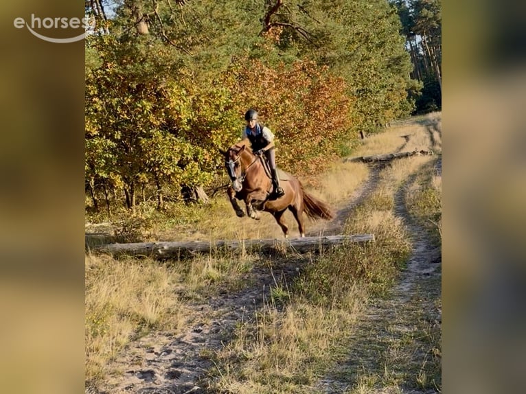 Hannoveraan Merrie 4 Jaar 170 cm Donkere-vos in Burgwedel