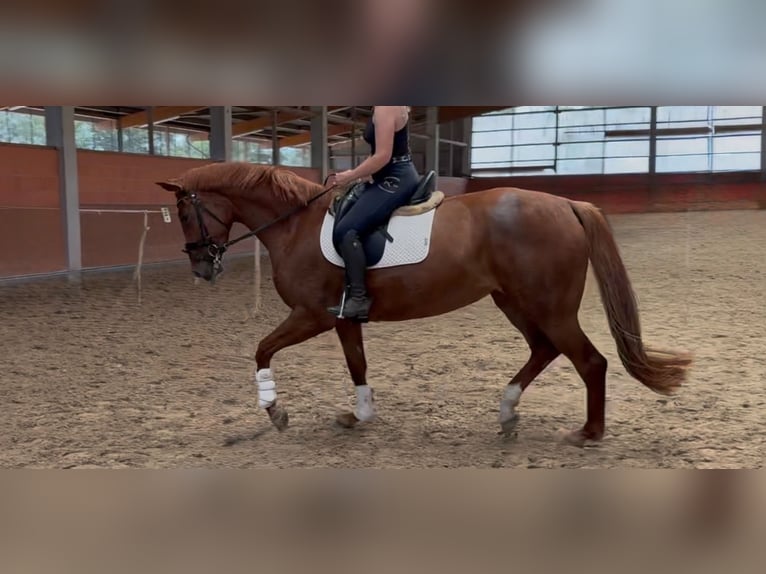 Hannoveraan Merrie 4 Jaar 170 cm Donkere-vos in Langwedel