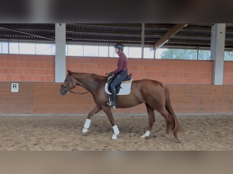 Hannoveraan Merrie 4 Jaar 170 cm Donkere-vos in Langwedel