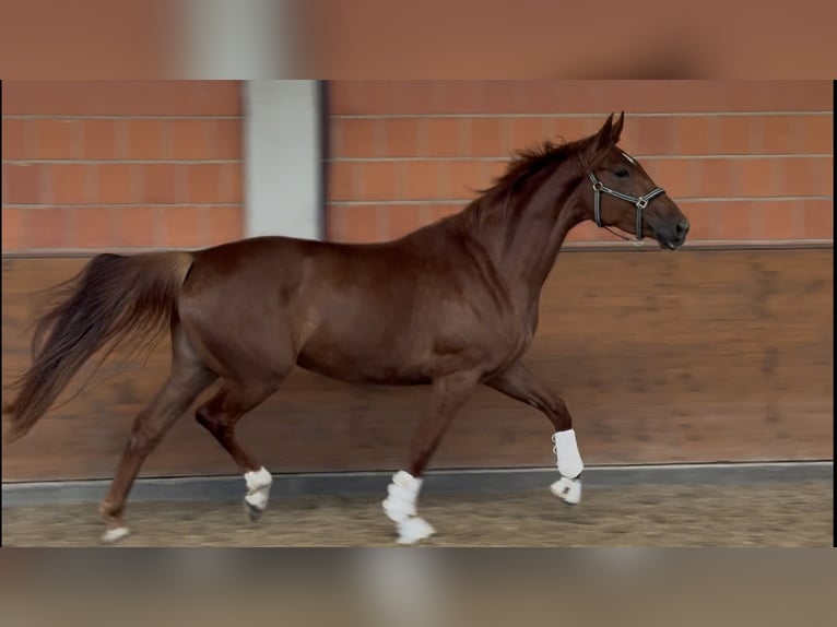 Hannoveraan Merrie 4 Jaar 170 cm Donkere-vos in Langwedel