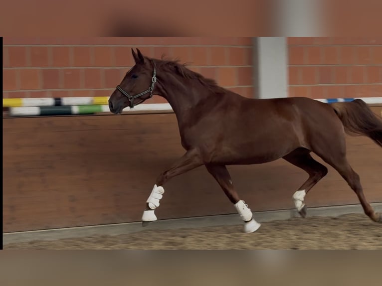 Hannoveraan Merrie 4 Jaar 170 cm Donkere-vos in Langwedel