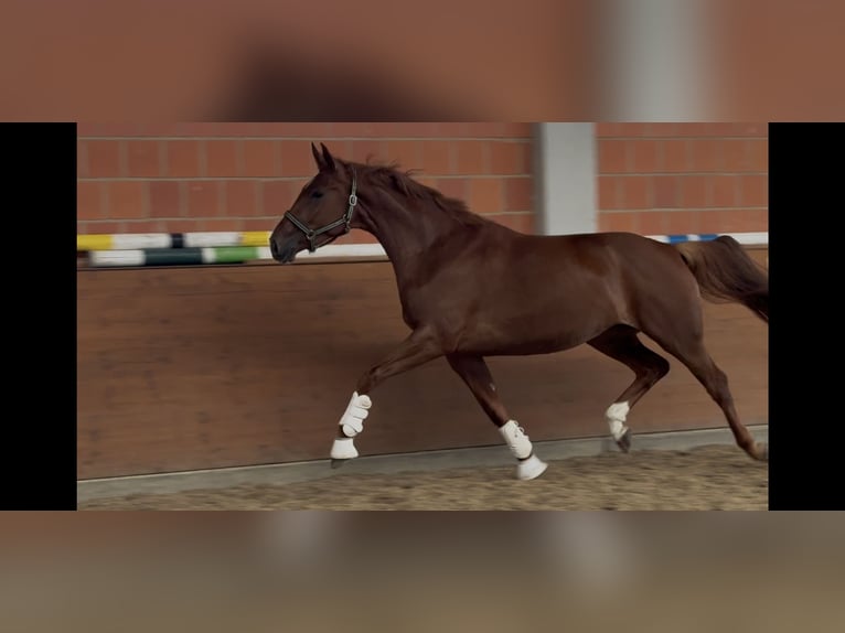 Hannoveraan Merrie 4 Jaar 170 cm Donkere-vos in Langwedel