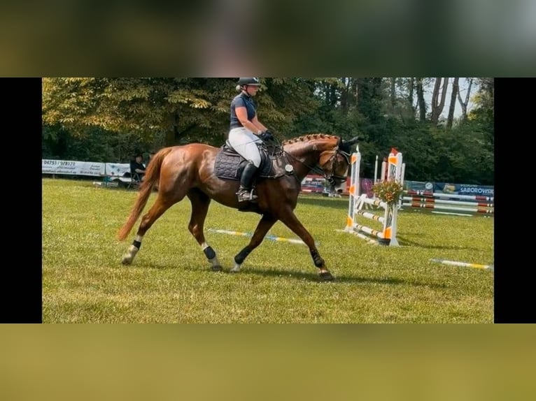 Hannoveraan Merrie 4 Jaar 170 cm Donkere-vos in Mulsum