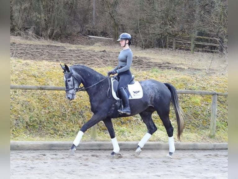 Hannoveraan Merrie 4 Jaar 170 cm Schimmel in Wellheim