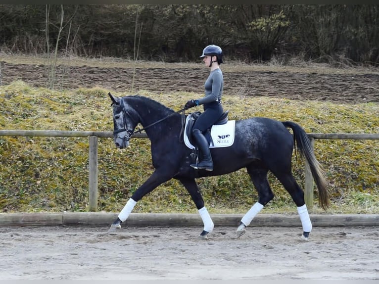 Hannoveraan Merrie 4 Jaar 170 cm Schimmel in Wellheim