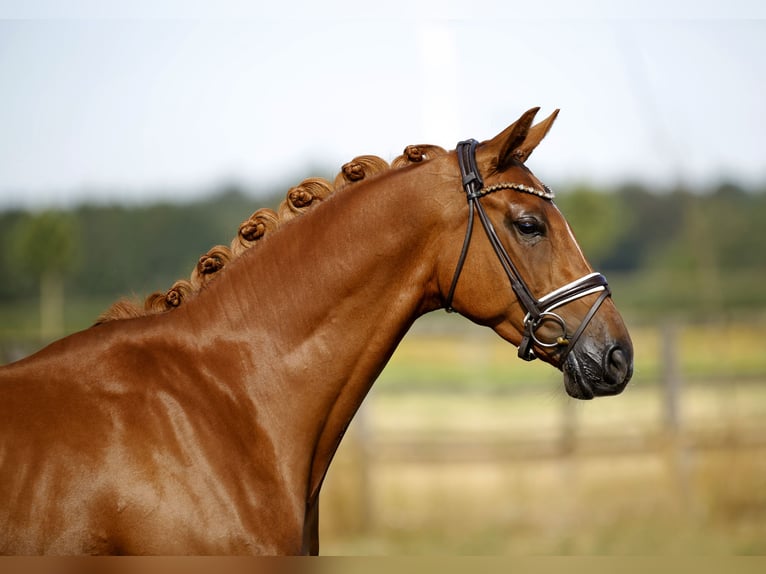 Hannoveraan Merrie 4 Jaar 170 cm Vos in Diepholz