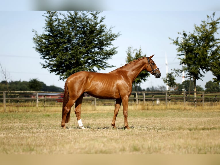 Hannoveraan Merrie 4 Jaar 170 cm Vos in Diepholz