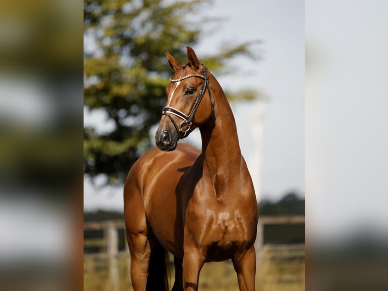 Hannoveraan Merrie 4 Jaar 170 cm Vos in Diepholz